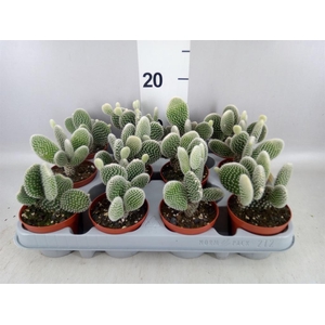 Opuntia microdasys 'Albispina'