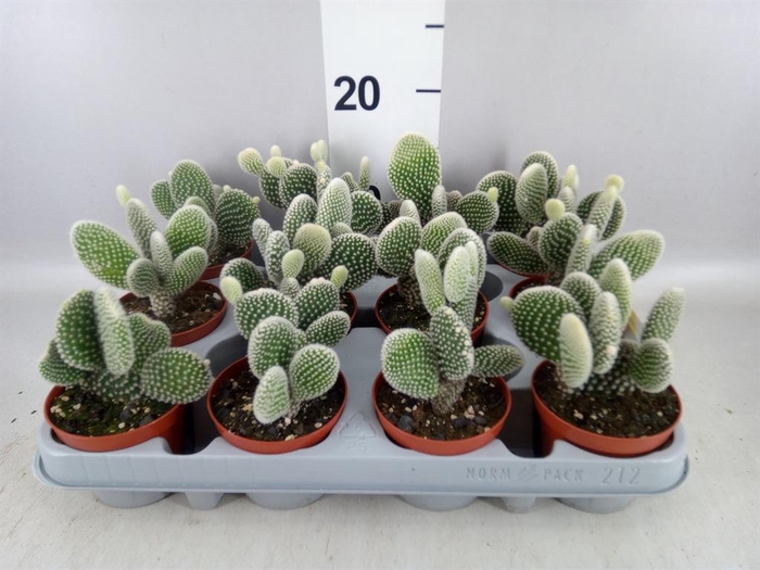 <h4>Opuntia microdasys 'Albispina'</h4>