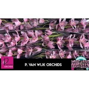 CYMB T ELLIO RO C290