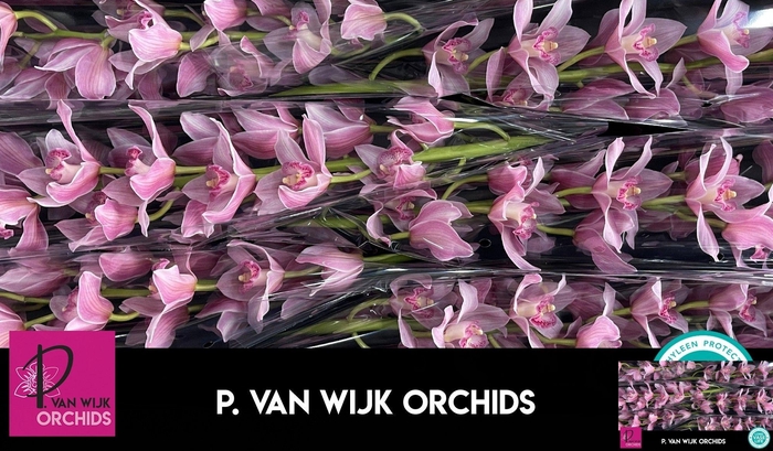 <h4>CYMB T ELLIO RO C290</h4>