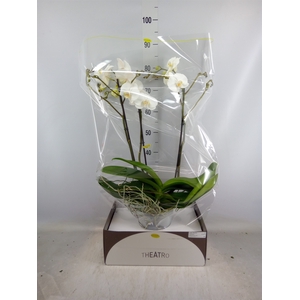 Phalaenopsis   ...white