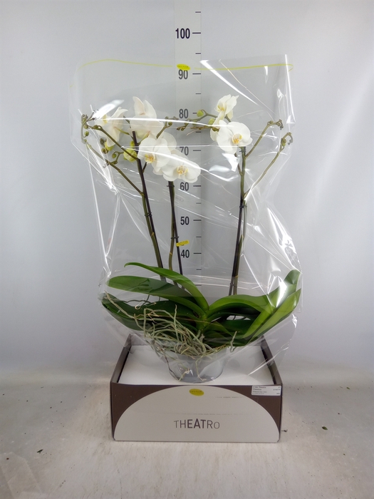 <h4>Phalaenopsis   ...white</h4>