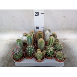 Cactus   ...mix