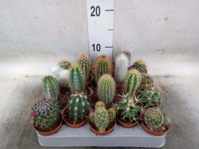 <h4>Cactus   ...mix</h4>