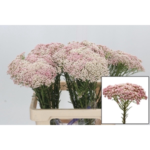 OZOTH COOKS TALL PIN