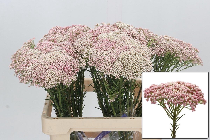 <h4>OZOTH COOKS TALL PIN</h4>