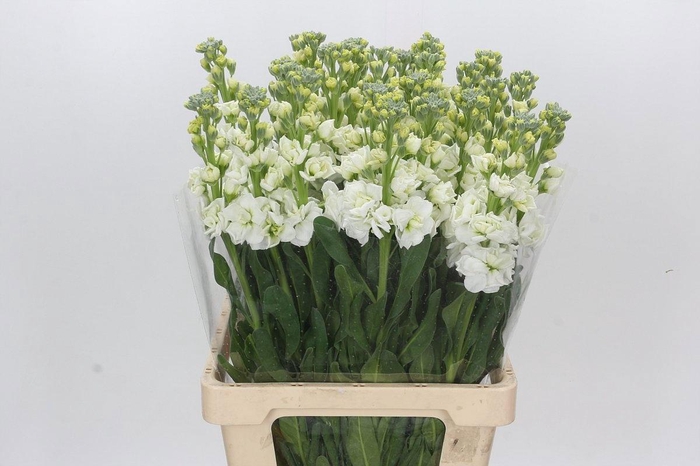 <h4>MATTH IRON WHITE</h4>