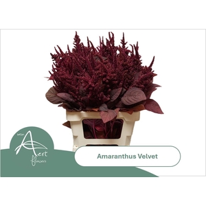 AMAR CR VELVET