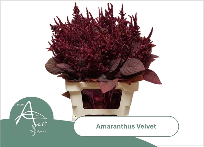 <h4>AMAR CR VELVET</h4>