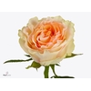 Rosa large brinessa