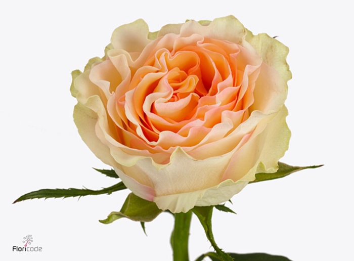 Rosa large brinessa