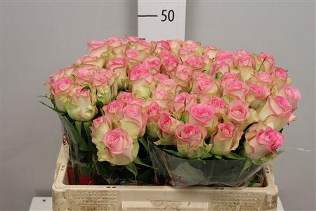 <h4>R Gr Lovely Jewel</h4>