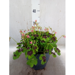 Oxalis tetraphylla 'Iron Cross'