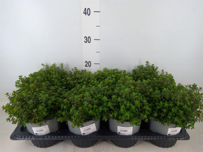 <h4>Thymus citriodorus</h4>