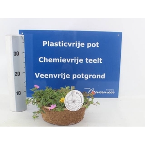 PORT GEM IN POT