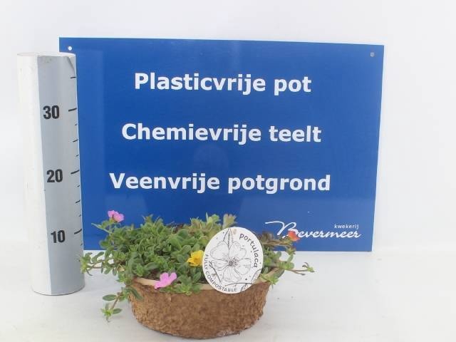 <h4>PORT GEM IN POT</h4>