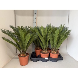 CYCAS REVOLUTA