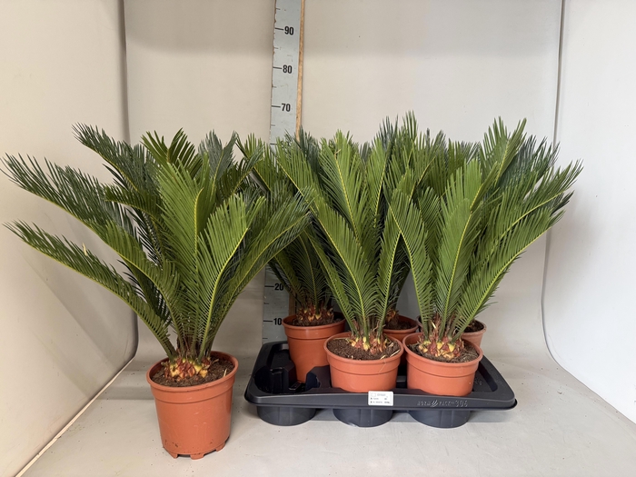 <h4>CYCAS REVOLUTA</h4>