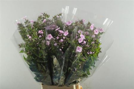 <h4>Phlox P Sweet Lexy</h4>