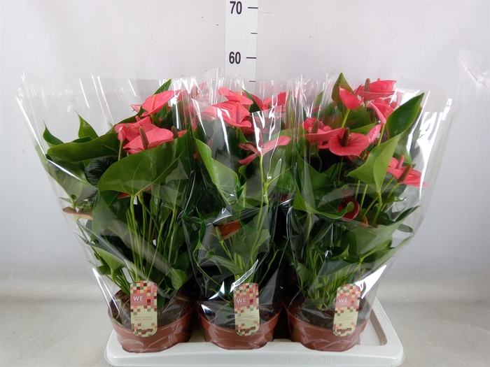 <h4>Anthurium andr. 'Melito'</h4>