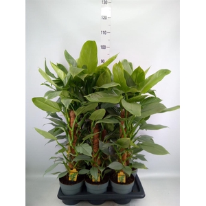 Philodendron  'Silver Queen'