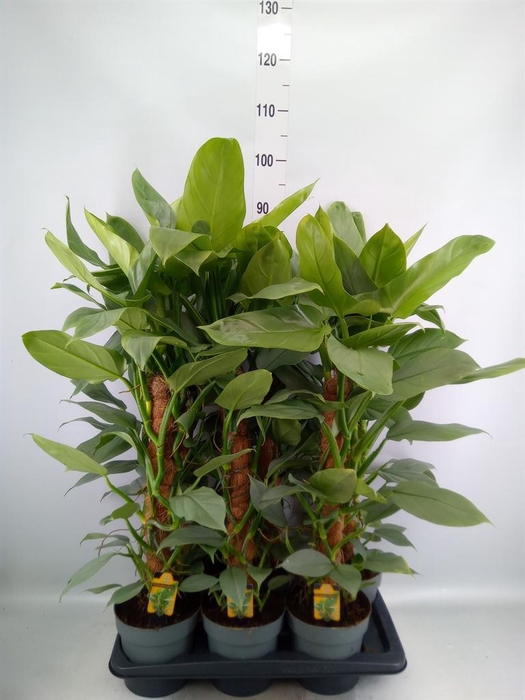 <h4>Philodendron  'Silver Queen'</h4>