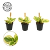 Peperomia obtusifolia 'Obtipan Bicolor' mini