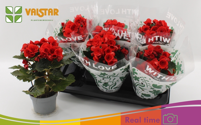 <h4>BEG DU BALADIN</h4>