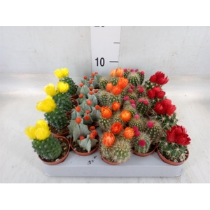 Cactus   ...decorated