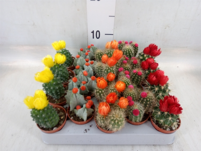 <h4>Cactus   ...decorated</h4>