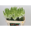 Antirrhinum Potomac Ivory White