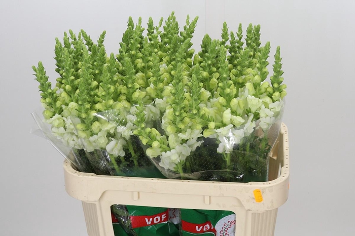 <h4>Antirrhinum Potomac Ivory White</h4>