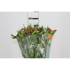 ALSTROEMERIA ORANGE QUEEN 080 CM