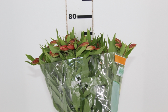 <h4>ALSTROEMERIA ORANGE QUEEN 080 CM</h4>
