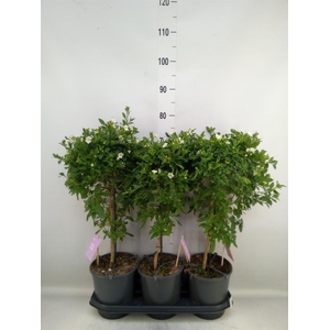 Lycianthes ran. 'Charles White'