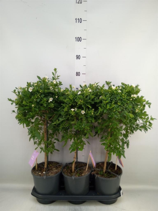 <h4>Lycianthes ran. 'Charles White'</h4>