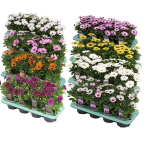 Osteospermum mixkar met 1 laag specialties Decorum