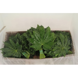 FATSIA JAPONICA BLAD