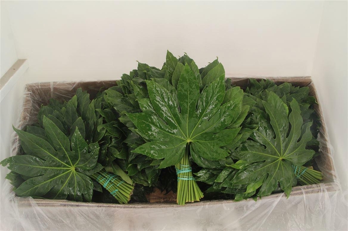 FATSIA JAPONICA BLAD