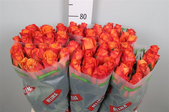 <h4>R Gr Confidential</h4>