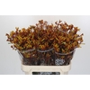 Anigozanthos Gold Fever