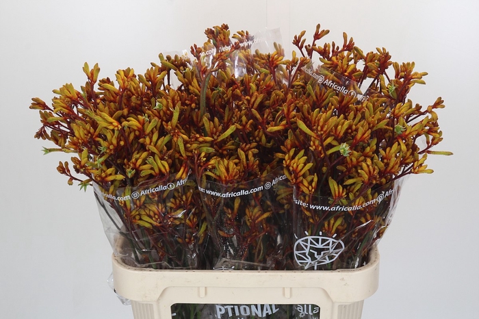 <h4>Anigozanthos Gold Fever</h4>
