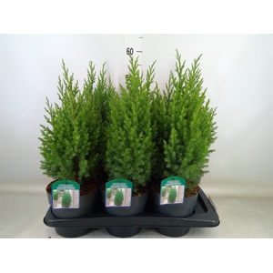 Juniperus chinensis 'Stricta'