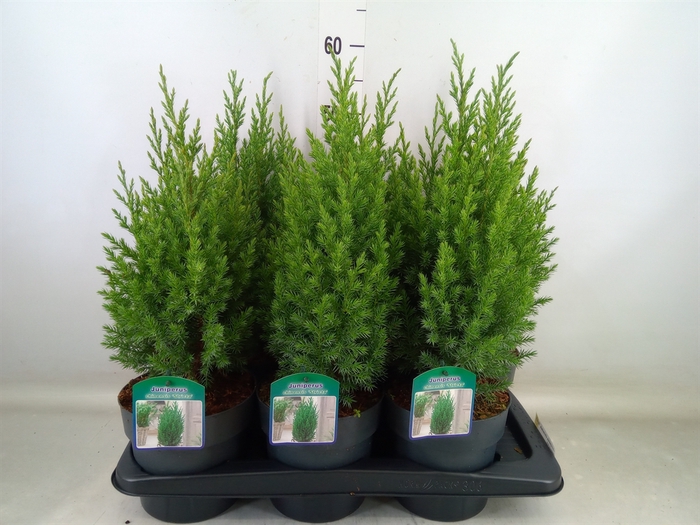 <h4>Juniperus chinensis 'Stricta'</h4>