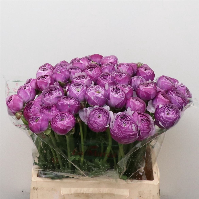 <h4>Ran Su Sr Antonio Extra</h4>