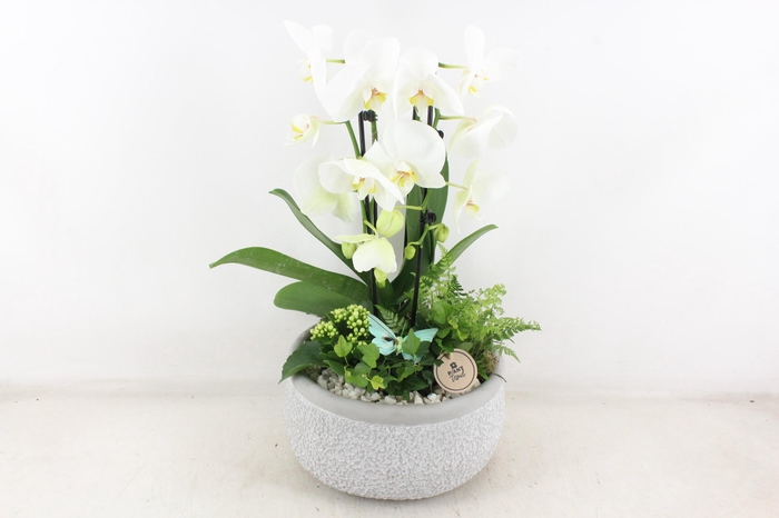 <h4>arr2 PL - Ker. barok grijs phal cascade wit</h4>