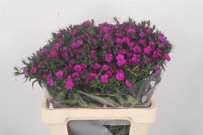 <h4>DI BARB AM NEON PURP</h4>