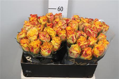 <h4>R Gr Crimson Sky+</h4>