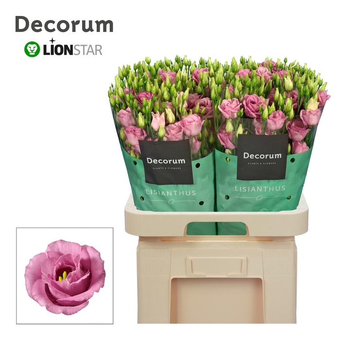 <h4>EUS G ROSI ROSE PINK</h4>