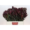 Leucadendron Saf Sunset Dark Red